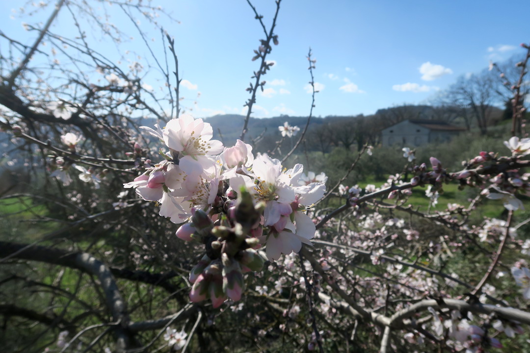 日にきらめく花 桜のようアーモンド、ウンブリア_f0234936_6441825.jpg