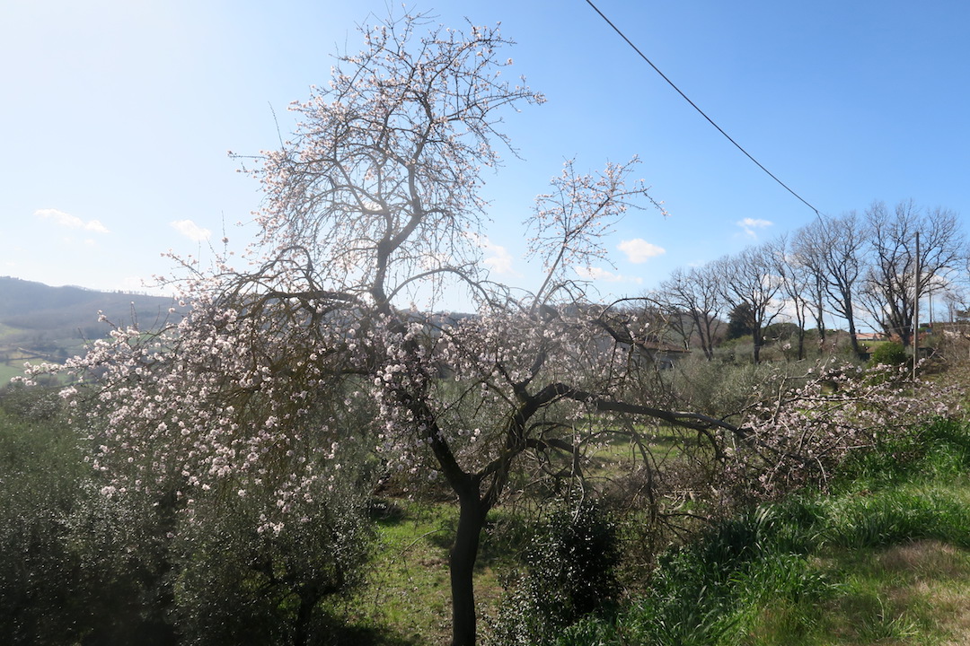 日にきらめく花 桜のようアーモンド、ウンブリア_f0234936_6463790.jpg