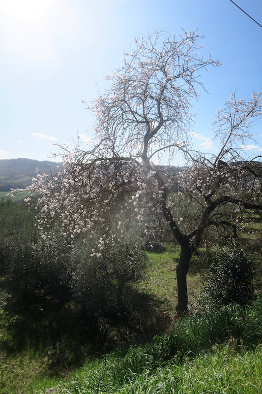 日にきらめく花 桜のようアーモンド、ウンブリア_f0234936_6492318.jpg