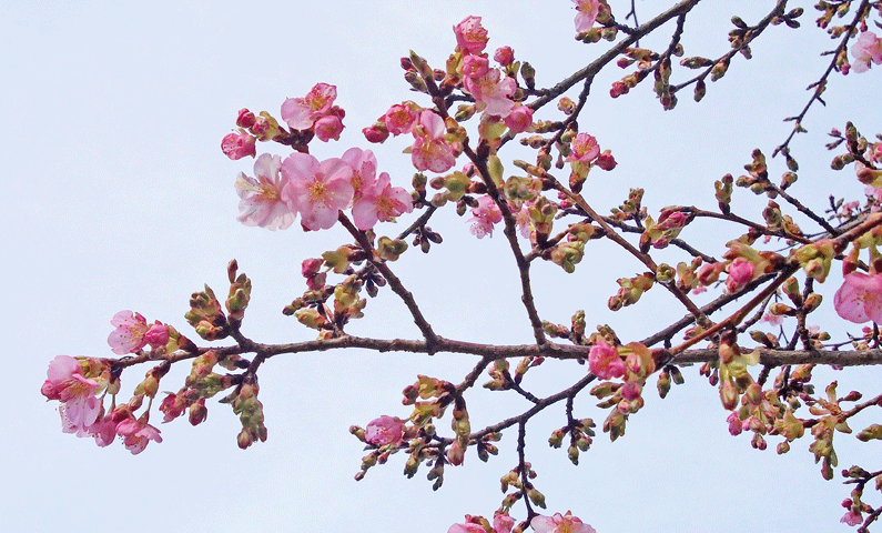 2月15日 南町市之坪公園の河津桜 本格的に咲き出しました。_a0001354_00304600.gif