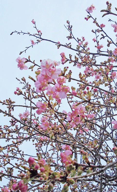 2月15日 南町市之坪公園の河津桜 本格的に咲き出しました。_a0001354_00305784.gif