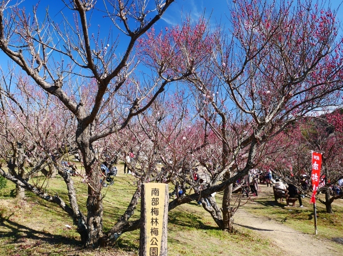 　　和歌山・みなべの梅林　２　　２０２０-０２-１９　００：００_b0093754_21161179.jpg