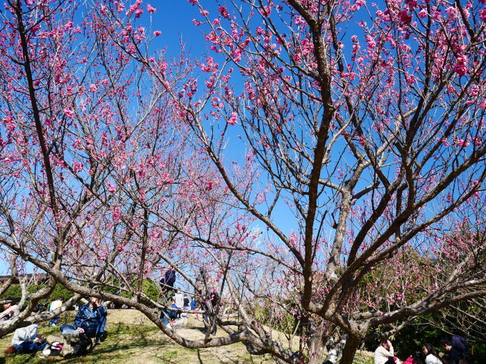　　和歌山・みなべの梅林　２　　２０２０-０２-１９　００：００_b0093754_21162259.jpg