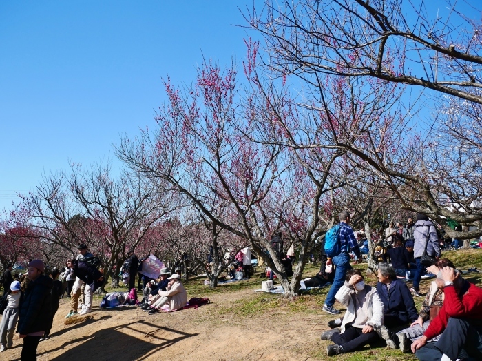 　　和歌山・みなべの梅林　２　　２０２０-０２-１９　００：００_b0093754_21163270.jpg