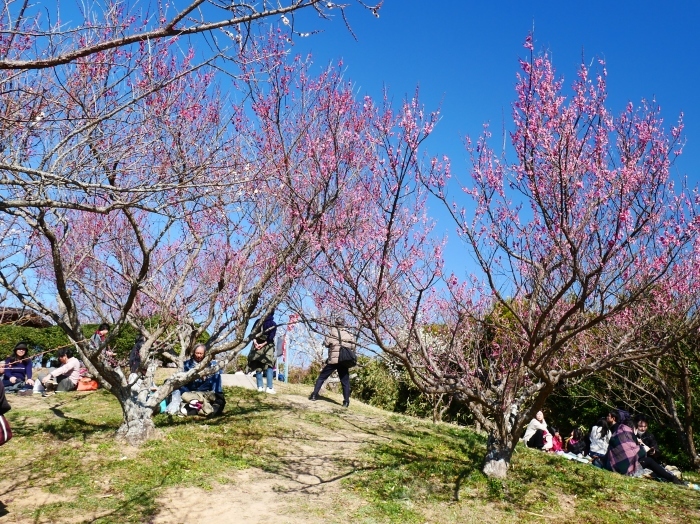 　　和歌山・みなべの梅林　２　　２０２０-０２-１９　００：００_b0093754_21165502.jpg