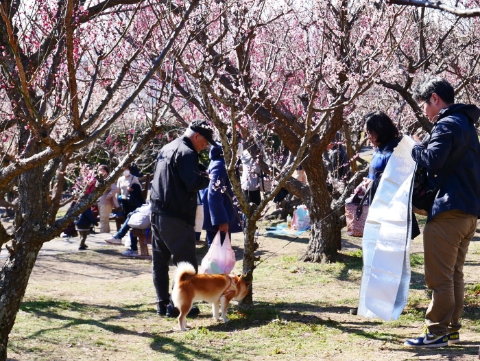 　　和歌山・みなべの梅林　２　　２０２０-０２-１９　００：００_b0093754_21170705.jpg
