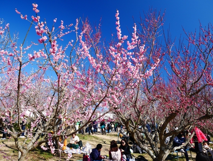 　　和歌山・みなべの梅林　２　　２０２０-０２-１９　００：００_b0093754_21172288.jpg