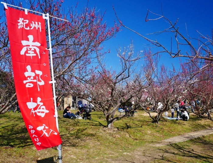 　　和歌山・みなべの梅林　２　　２０２０-０２-１９　００：００_b0093754_21173430.jpg