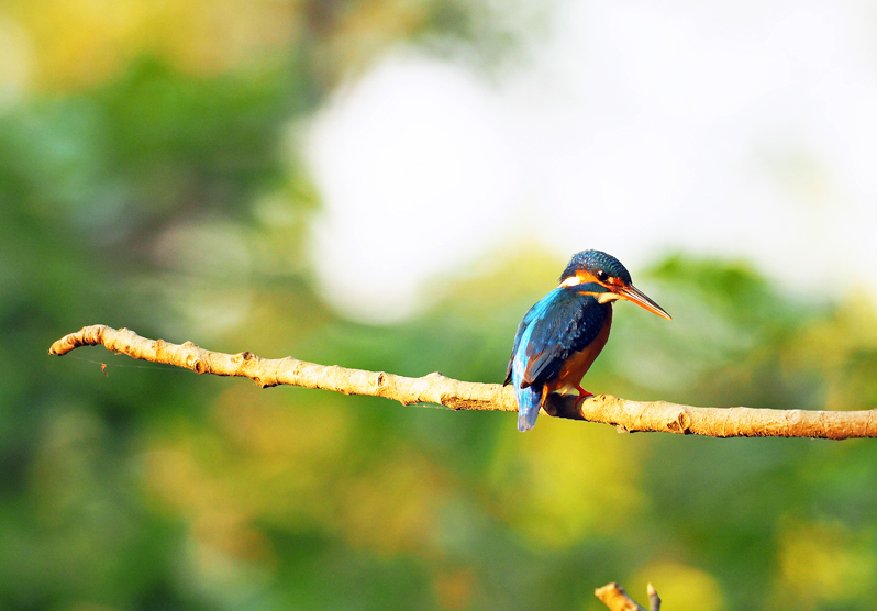 スリランカのカワセミ スリランカの野鳥たち １ 模糊の旅人
