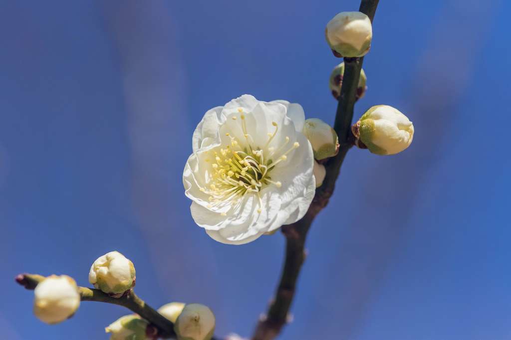 昭和記念公園の梅 あだっちゃんの花鳥風月 昭和記念公園の梅 あだっちゃんの花鳥風月