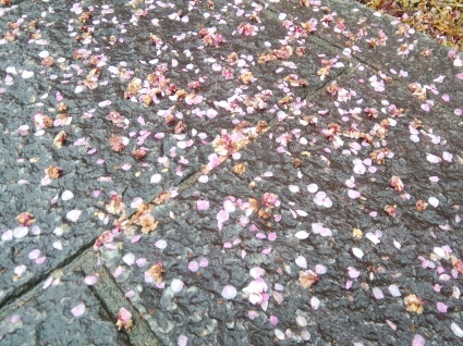 雨水の便り…_b0368362_14434998.jpg