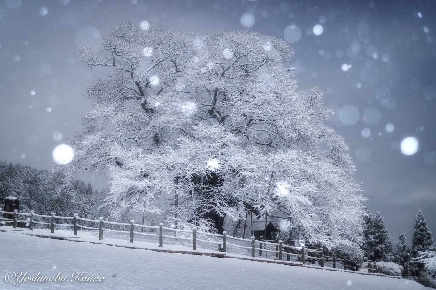 雪の華 写真ブログ 四季の詩