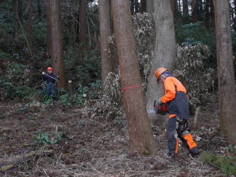 2・15六国見山手入れ（上）杉林のスギ間伐＆山桜樹林地の下刈り_c0014967_13592334.jpg