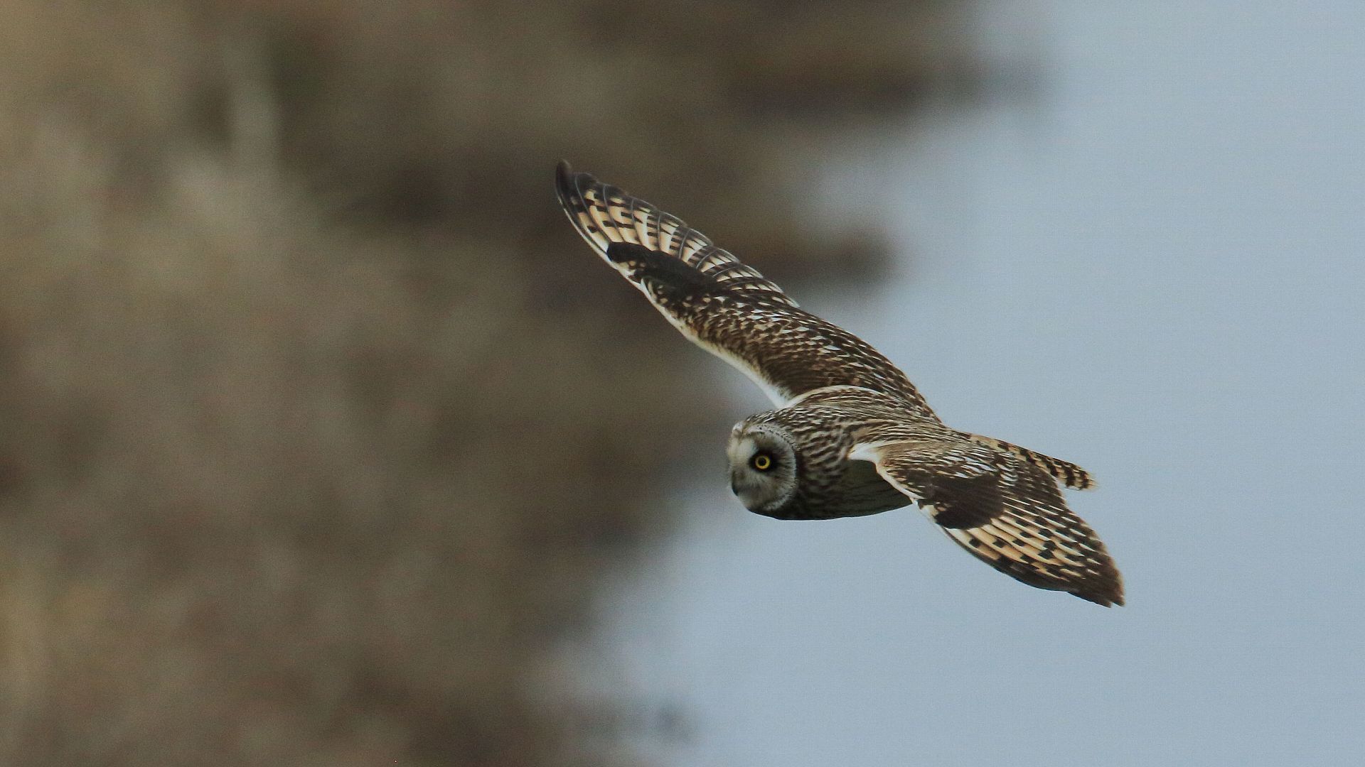 国内初のコミミズク繁殖確認！　The First Breeding Record of The Short-eared Owl!_f0105570_10205894.jpg