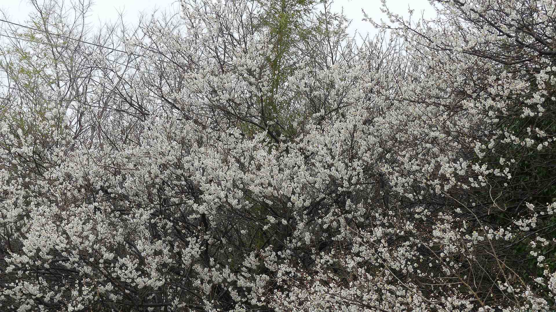 梅は咲いたか 【 2020 2/15(土) 】_a0185081_11045883.jpg