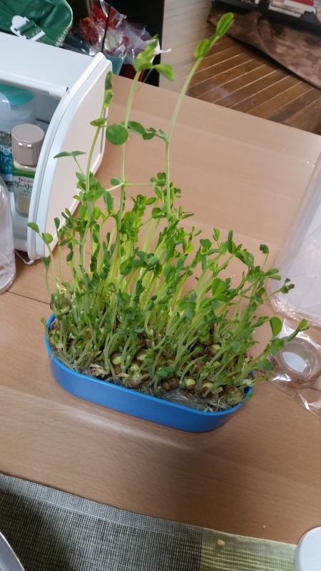 豆苗栽培🍀マン_e0413591_21132762.jpg