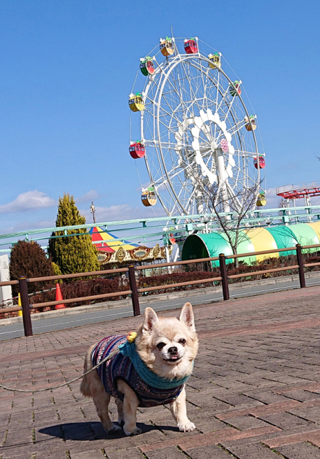 フルーツフラワーパーク C Style シニア犬お散歩ブログ