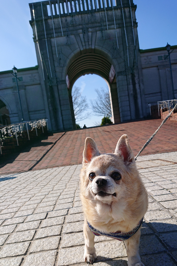 フルーツフラワーパーク C Style シニア犬お散歩ブログ