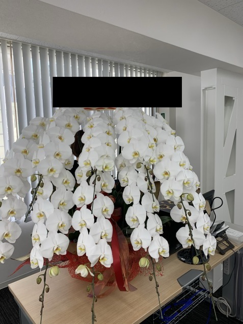 大型胡蝶蘭鉢のお届け_b0196913_15282034.jpeg