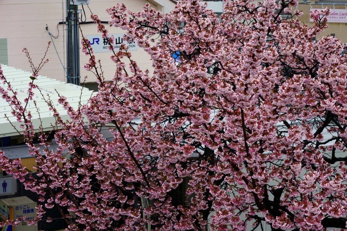 JR桃山駅の寒桜_e0177413_19440140.jpg