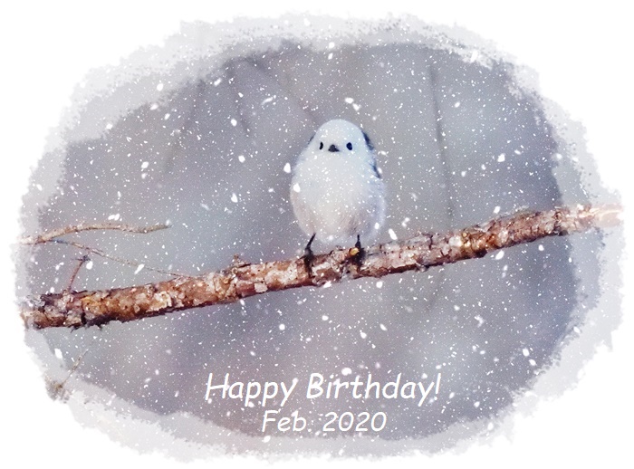 2月生まれの皆様へ お誕生日カードをどうぞ シマエナガ 梅 水仙 2 16 むっちゃんの花鳥風月 鳥 猫 花 空 山