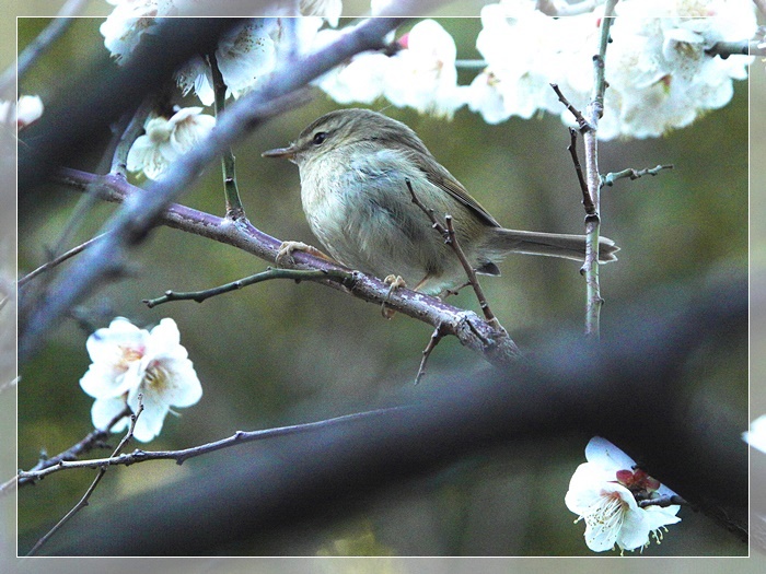 むっちゃんの花鳥風月 鳥 猫 花 空