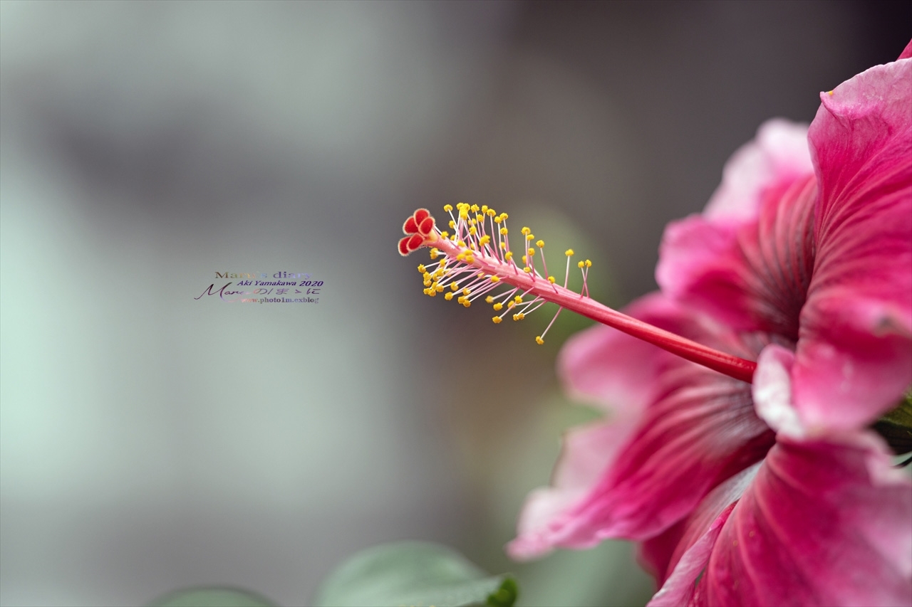 まゝに／2月の散策　花々_d0342426_01163875.jpg