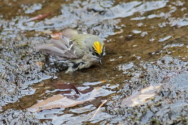 キクイタダキ_e0413627_08293324.jpg