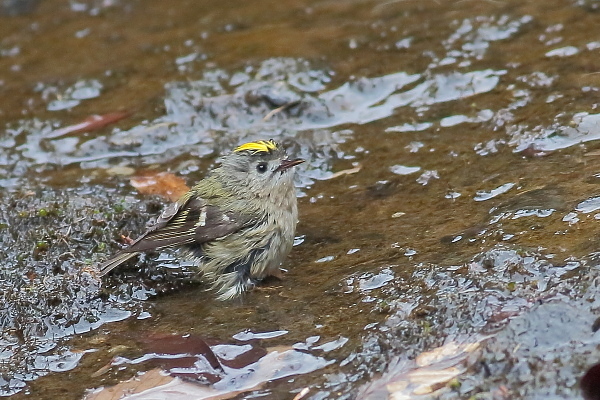 キクイタダキ_e0413627_08294731.jpg