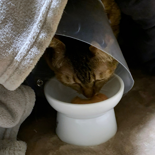 元気に退院!_d0355333_23553729.jpg