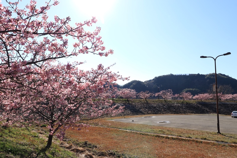 藤枝総合運動公園の河津桜･1♪_a0167759_12294221.jpg