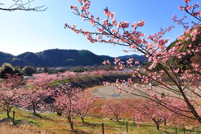 藤枝総合運動公園の河津桜 2 Happy Cafe Vol 2