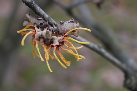 金縷梅 マンサク ひげ爺の花便り