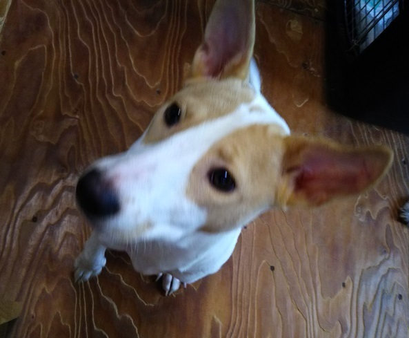 子豚たちの反乱 ２ 保護犬たちの幸せさがし