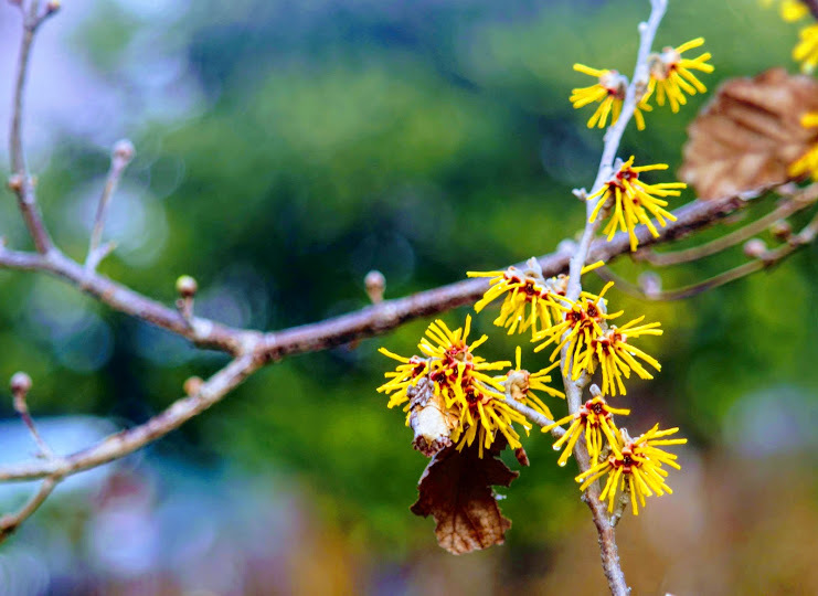 春を告げる花 ひとときのやすらぎをあなたに