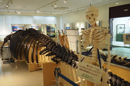 札幌市博物館活動センターと展示の工夫(その2)_b0068572_08283242.jpeg