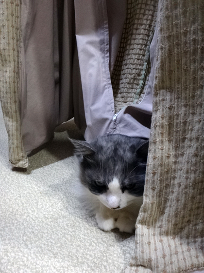 この頃のHuu&チョビ♪ 二階の猫部屋など^^ _a0136293_14374591.jpg