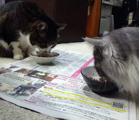 この頃のHuu&チョビ♪ 二階の猫部屋など^^ _a0136293_14415435.jpg