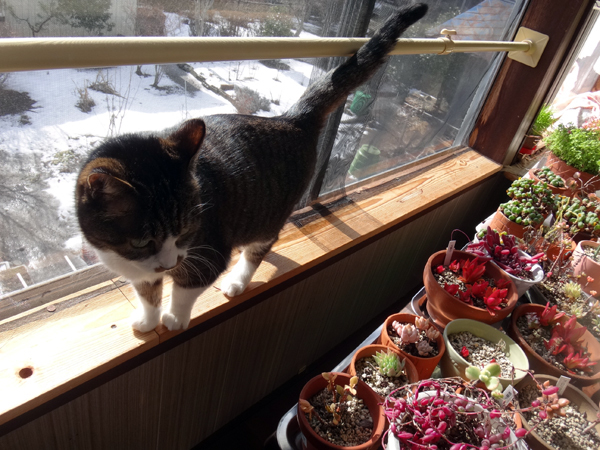 この頃のHuu&チョビ♪ 二階の猫部屋など^^ _a0136293_14433797.jpg