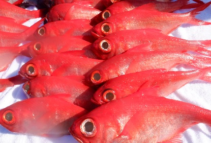 キンメダイが釣れた_e0077899_1445661.jpg