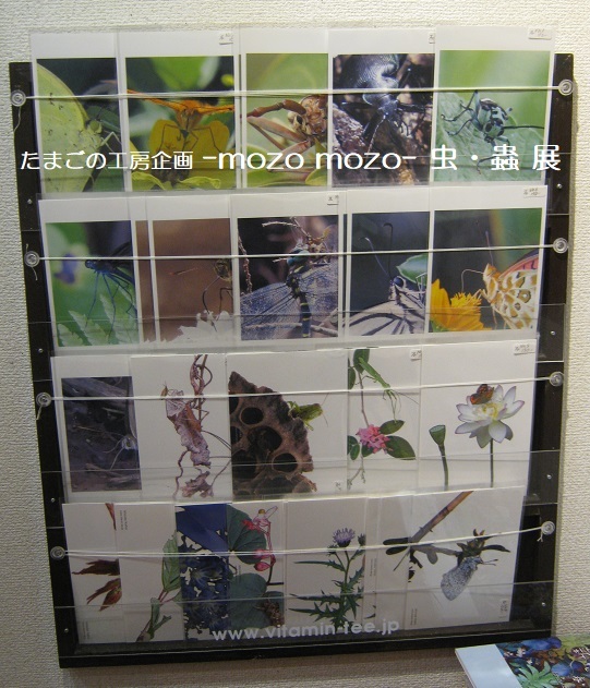 たまごの工房企画 -mozo mozo- 虫・蟲 展  その７_e0134502_19375951.jpg