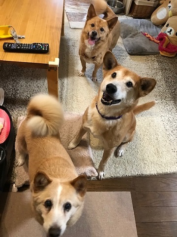 動かないぽっきーくん_f0242002_18342742.jpg