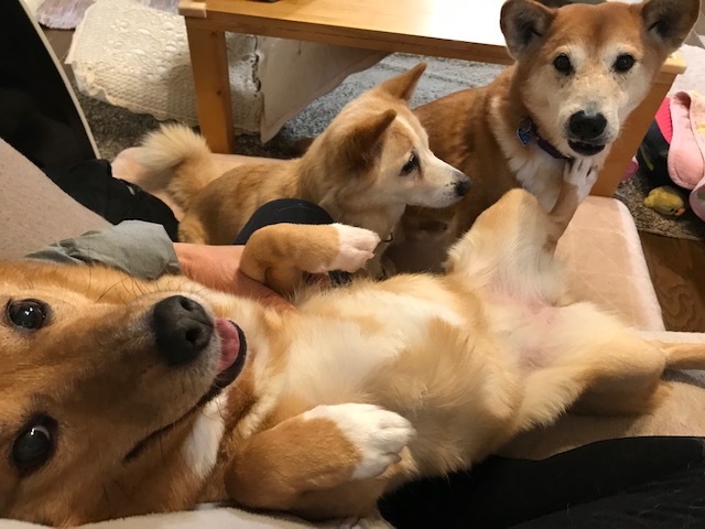 動かないぽっきーくん_f0242002_18343612.jpg