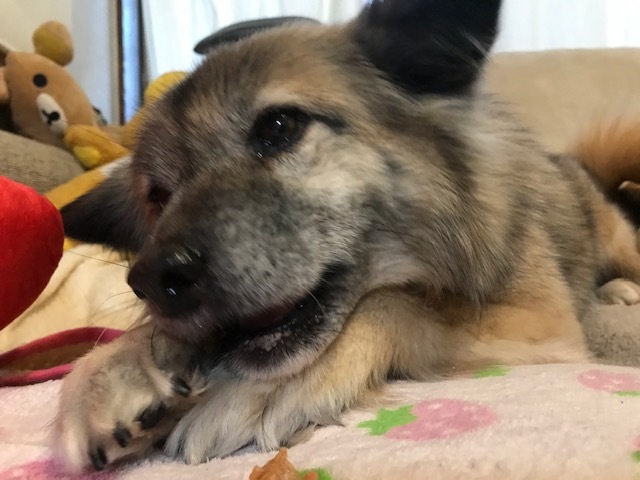 動かないぽっきーくん_f0242002_18352732.jpg