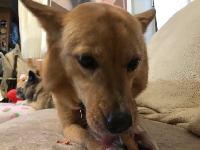 動かないぽっきーくん_f0242002_18353374.jpg