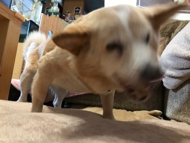動かないぽっきーくん_f0242002_18354049.jpg