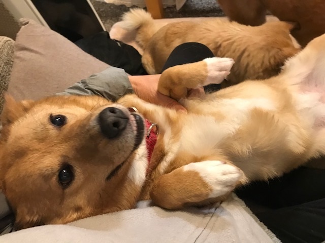 動かないぽっきーくん_f0242002_18361749.jpg
