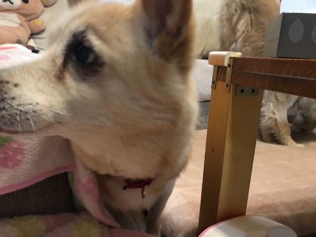 動かないぽっきーくん_f0242002_18362754.jpg
