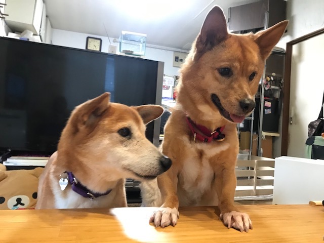 動かないぽっきーくん_f0242002_18371191.jpg