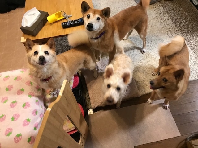 動かないぽっきーくん_f0242002_18411472.jpg